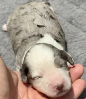 Diamond F1b, a female Miniature Aussiedoodle for sale in Tampa, FL – 2 of 8