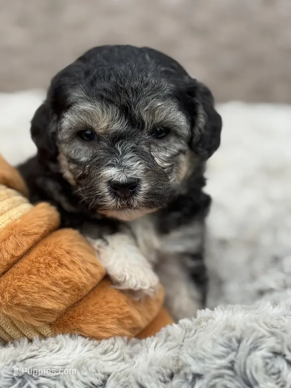 Morkiepoo  – Poodle - Toy , Morkie puppy for sale in Tampa, FL