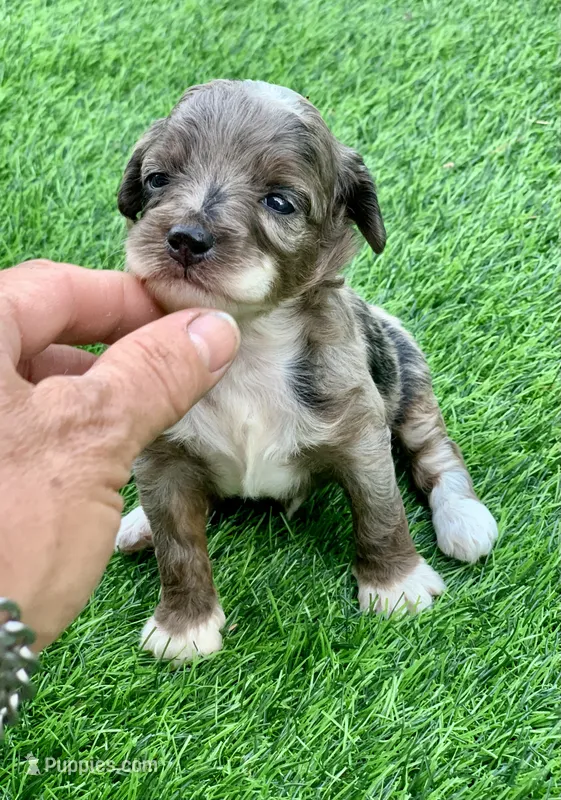 Zara – Miniature Aussiedoodle puppy for sale in Tampa, FL