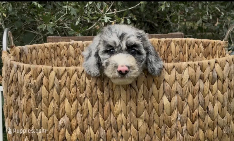 Bluebell. – Cockapoo puppy for sale in Ruskin, FL