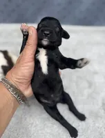 Smokey  “regular size”, a male Cockapoo for sale in Tampa, FL – 7 of 8