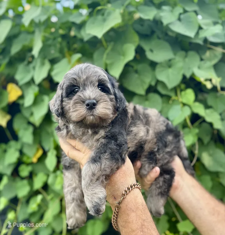 Camo  mini Chowdoodle from DoDo parents  – Chow Chow, Poodle - Miniature  puppy for sale in Tampa, FL