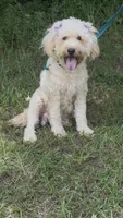 Firsta, mini Chowdoodle ( from DoDo parents), a male Chow Chow and Poodle - Miniature  for sale in Tampa, FL – 4 of 7