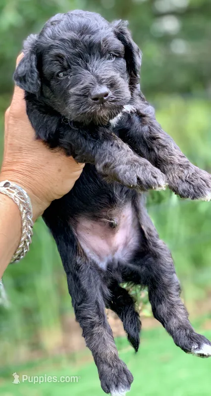 Onyx – Miniature Aussiedoodle puppy for sale in Tampa, FL