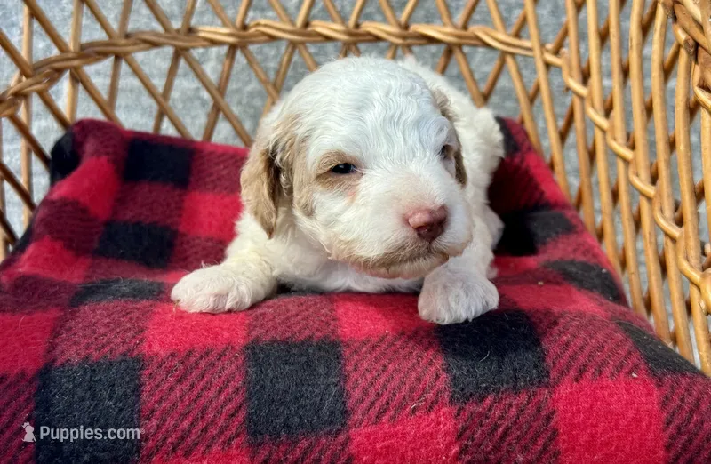 Chanel – Cockapoo puppy for sale in Ruskin, FL