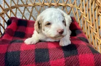 Chanel, a female Cockapoo for sale in Ruskin, FL – 1 of 4