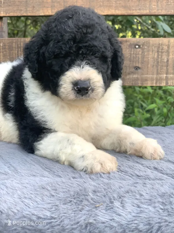 Medium size. Parents health tested. – Bernedoodle puppy for sale in Tampa, FL