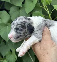Sapphire. “ regular size” Blue Merle, a female Cockapoo for sale in Tampa, FL – 3 of 10