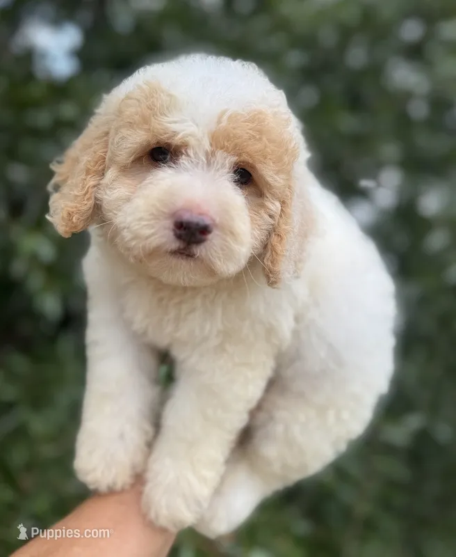 Rosie tiny Chowdoodle – Chow Chow, Poodle - Toy  puppy for sale in Tampa, FL