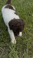 Brownie  “ regular size “, a male Cockapoo for sale in Ruskin, FL – 3 of 9