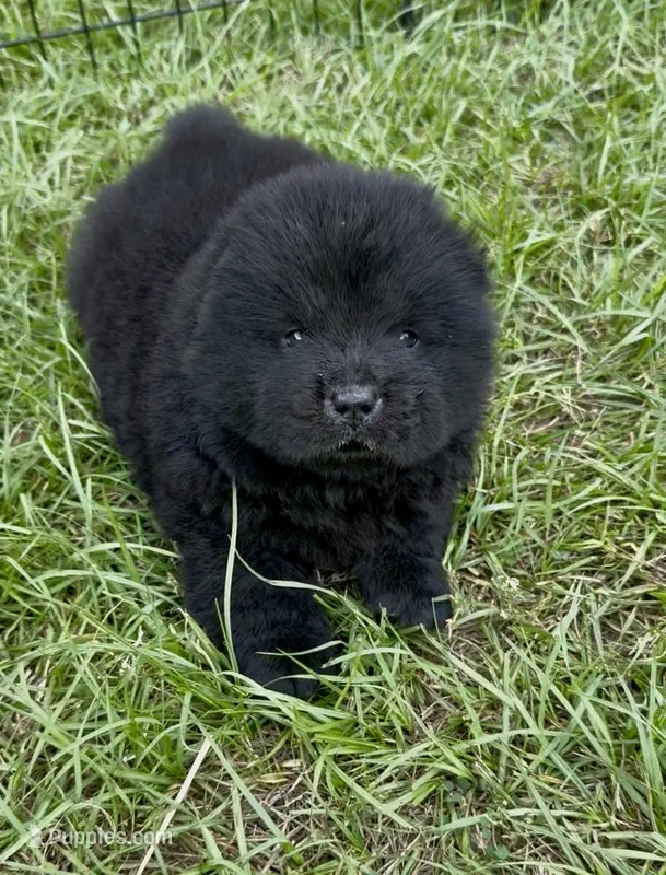 Onyx – Chow Chow puppy for sale in Ruskin, FL