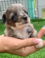 Zara  parents health tested., a female Miniature Aussiedoodle for sale in Tampa, FL – 4 of 10
