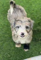 Medium size. , a male Bernedoodle for sale in Tampa, FL – 1 of 3