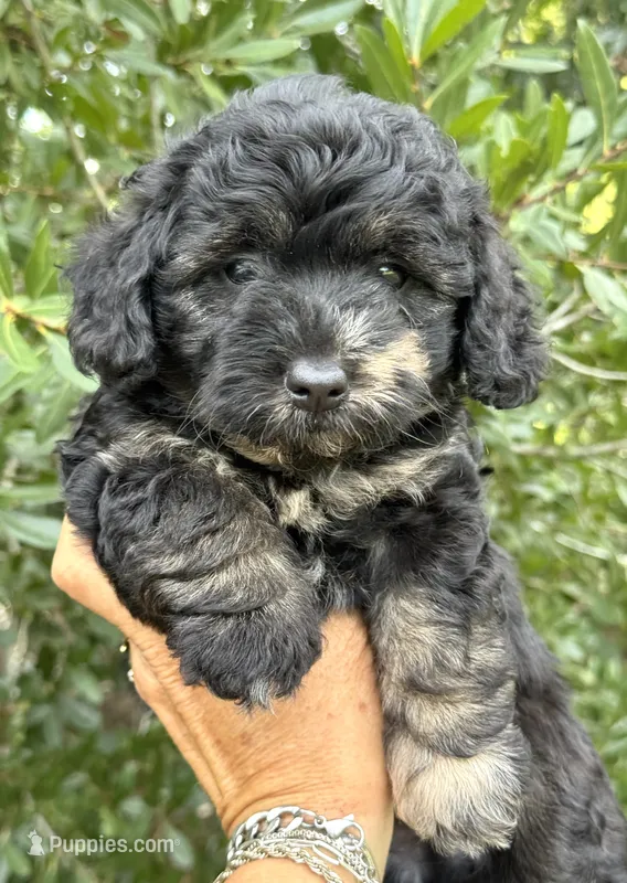 Marble – Chow Chow, Poodle - Toy  puppy for sale in Tampa, FL