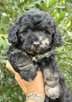 Marble PENDING, a male Chow Chow and Poodle - Toy  for sale in Tampa, FL – 1 of 9