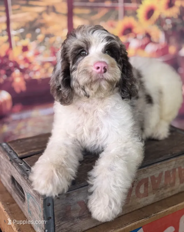 Truffle. chocolate Merle parti – Cockapoo puppy for sale in Ruskin, FL