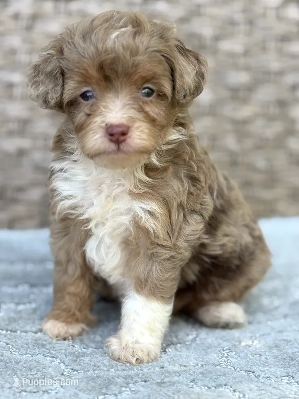 Teddy chocolate Merle – Miniature Aussiedoodle puppy for sale in Tampa, FL