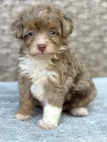 Teddy chocolate Merle, a male Miniature Aussiedoodle for sale in Tampa, FL – 1 of 6