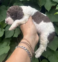 Brownie  “ regular size “, a male Cockapoo for sale in Sun City Center, FL – 4 of 9