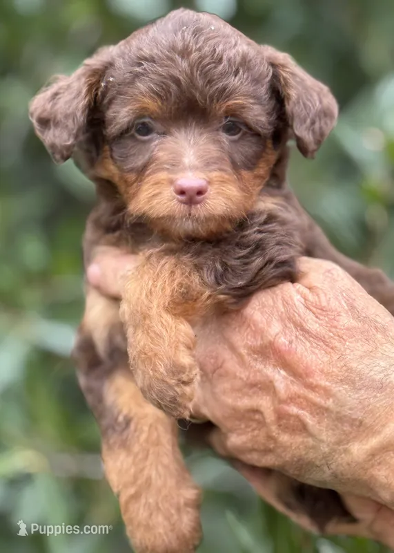 Mocha.  Parents health tested – Miniature Aussiedoodle puppy for sale in Tampa, FL