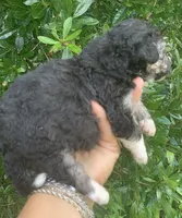 Morkiepoo , a male Poodle - Toy  and Morkie for sale in Tampa, FL – 4 of 5