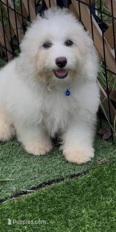 Leo petite Chowdoodle – Chow Chow, Poodle - Toy  puppy for sale in Tampa, FL