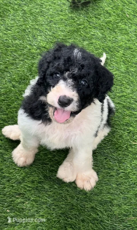 Betsy parents health tested – Bernedoodle puppy for sale in Tampa, FL