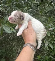 Hazel. “ regular size” chocolate Merle, a female Cockapoo for sale in Tampa, FL – 10 of 10