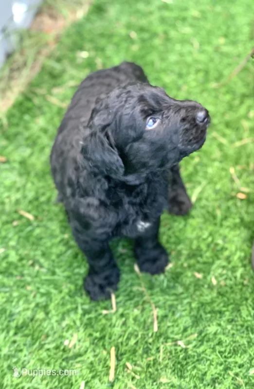 Medium size – Bernedoodle puppy for sale in Tampa, FL