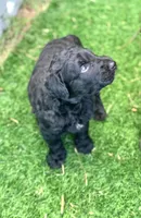 Medium size. Parents health tested., a male Bernedoodle for sale in Tampa, FL – 2 of 10