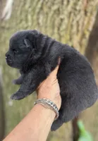 Bao, a male Chow Chow for sale in Ruskin, FL – 8 of 8
