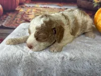 Patsy one blue eye, a female Cockapoo for sale in Ruskin, FL – 3 of 10