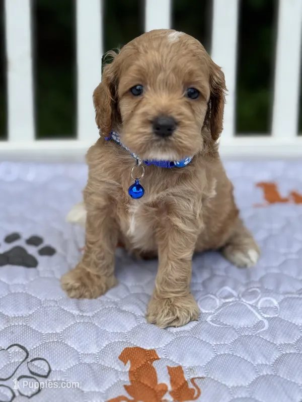 Blue – Cockapoo puppy for sale in Tampa, FL