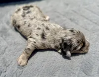 Sapphire F1b, a female Miniature Aussiedoodle for sale in Tampa, FL – 6 of 6