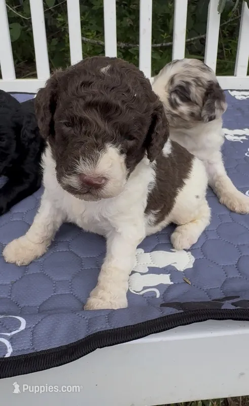 Brownie  “ regular size “ – Cockapoo puppy for sale in Sun City Center, FL