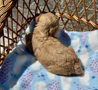 Pink, a female Cockapoo for sale in Ruskin, FL – 5 of 7