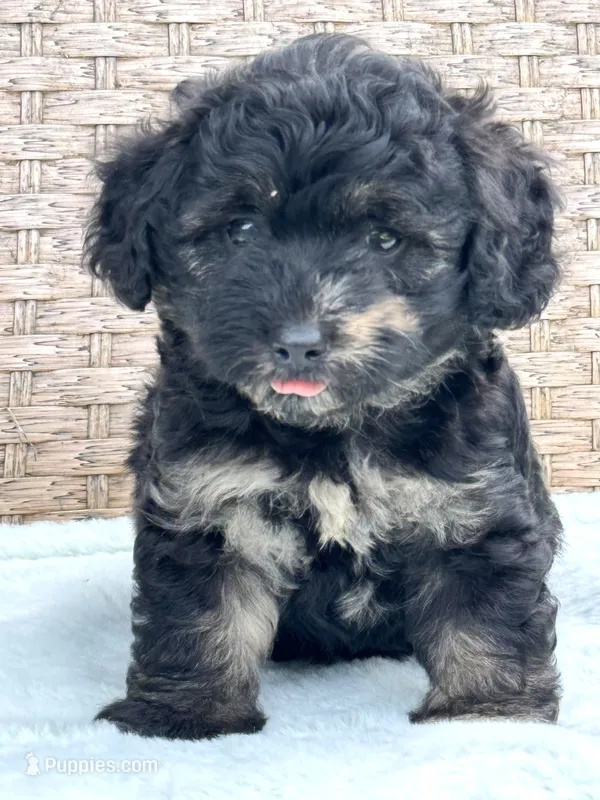 Marble – Chow Chow, Poodle - Toy  puppy for sale in Tampa, FL