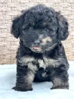 Marble PENDING, a male Chow Chow and Poodle - Toy  for sale in Tampa, FL – 3 of 9