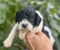 Carol, a female Cockapoo for sale in Ruskin, FL – 3 of 6