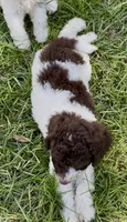 Brownie  , a male Cockapoo for sale in Ruskin, FL – 3 of 10
