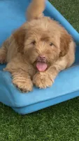 Simba, a male Chow Chow and Poodle - Miniature  for sale in Tampa, FL – 3 of 10