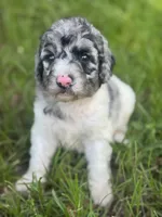 Bluebell. “Regular size” Blue Merle, a female Cockapoo for sale in Ruskin, FL – 3 of 10