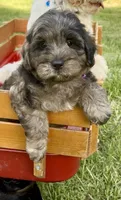Camo  mini Chowdoodle from DoDo parents , a male Chow Chow and Poodle - Miniature  for sale in Sun City Center, FL – 4 of 10