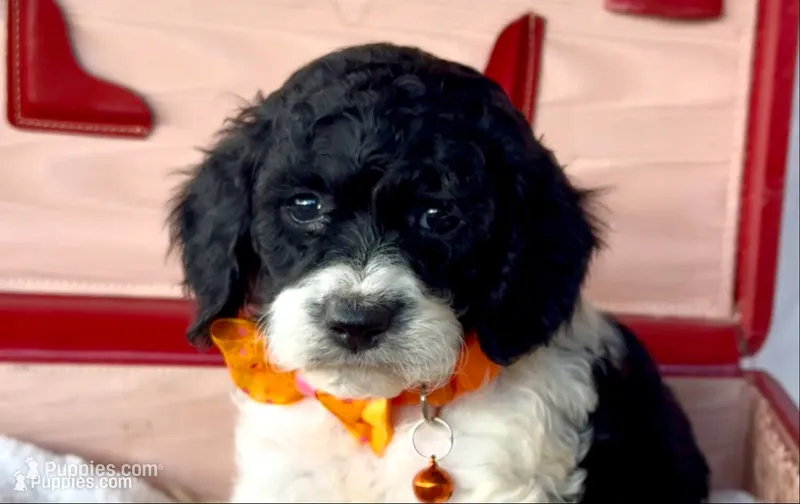 Carol – Cockapoo puppy for sale in Ruskin, FL