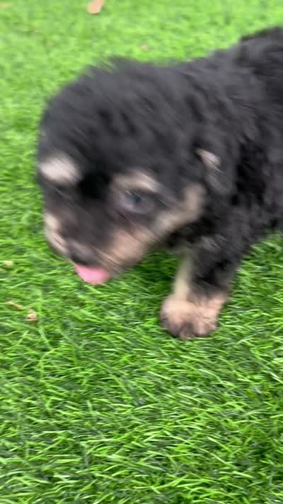 Tiny Morkiepoo  , a male Poodle - Toy  and Morkie for sale in Tampa, FL – 6 of 10