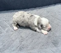 Diamond F1b, a female Miniature Aussiedoodle for sale in Tampa, FL – 3 of 8