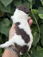 Brownie  “ regular size “, a male Cockapoo for sale in Tampa, FL – 5 of 9
