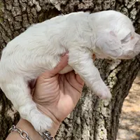 Mini Cockapoo white, a female Cockapoo for sale in Tampa, FL – Photo 5 of 6