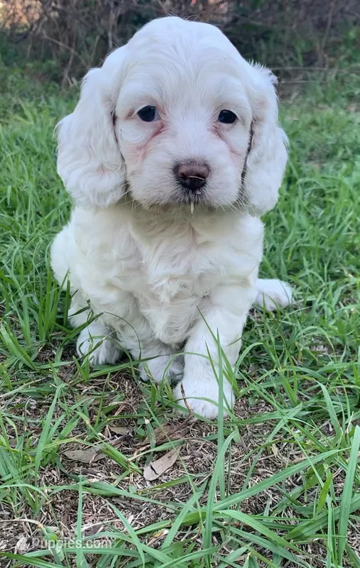 Mini Cockapoo white – Cockapoo puppy for sale in Tampa, FL