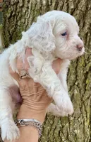 Blanca Mini Cockapoo , a female Cockapoo for sale in Tampa, FL – Photo 9 of 10
